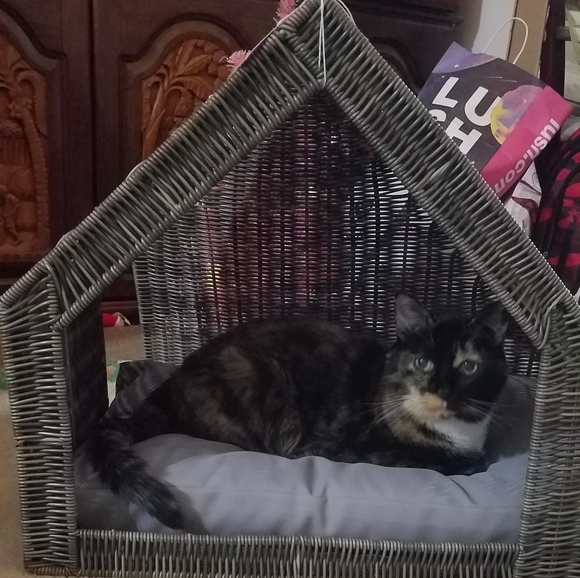 VERY ANIMAL FRIENDLY HOME 🐕🐈🕷🐢🐀❤ - Picture 2 of 16